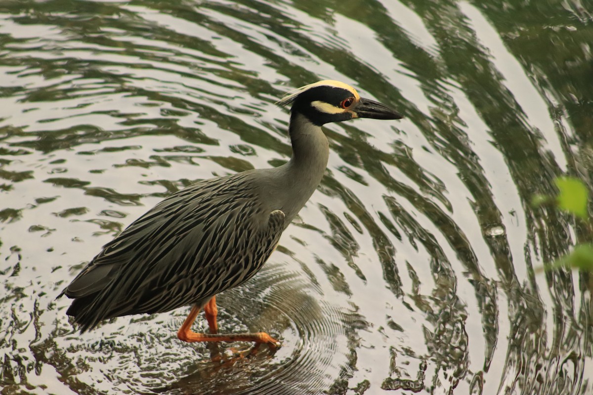 Yellow-crowned Night Heron - ML620003473