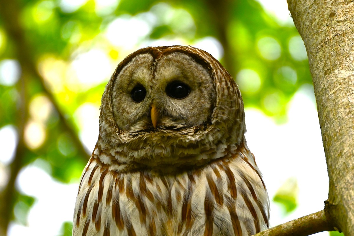 Barred Owl - ML620003484