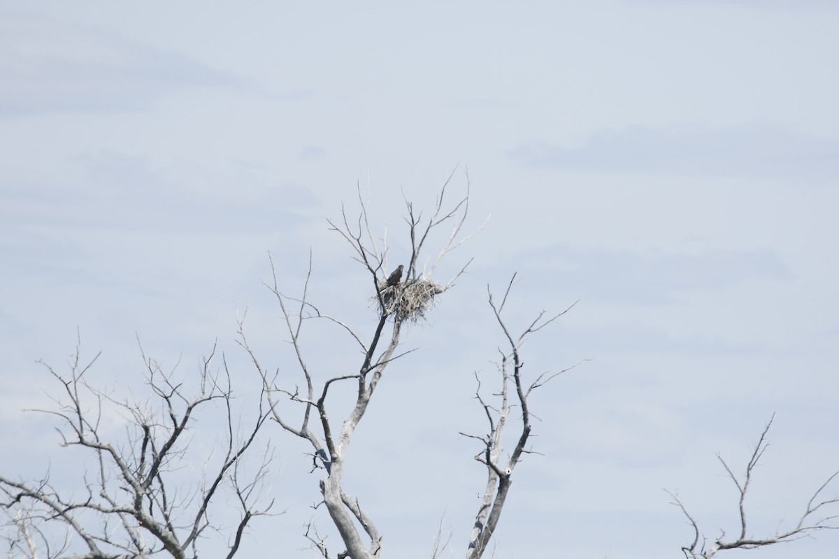 Bald Eagle - ML620003485