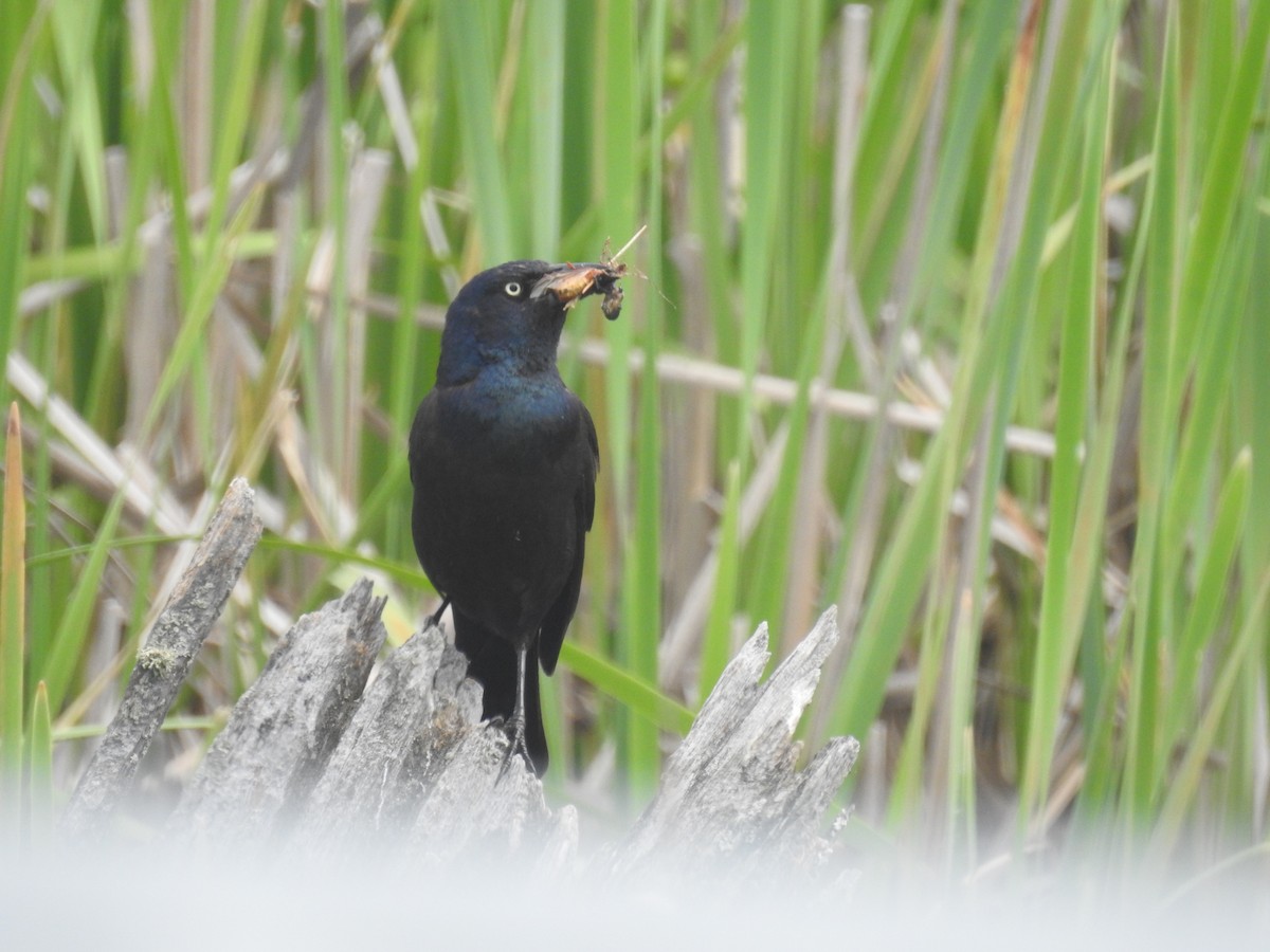 Common Grackle - ML620003487