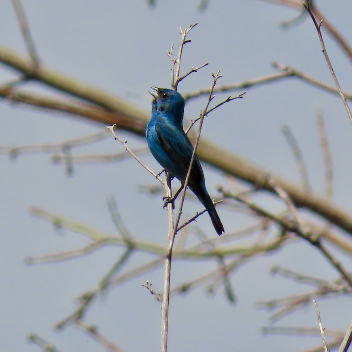 Indigo Bunting - ML620003489