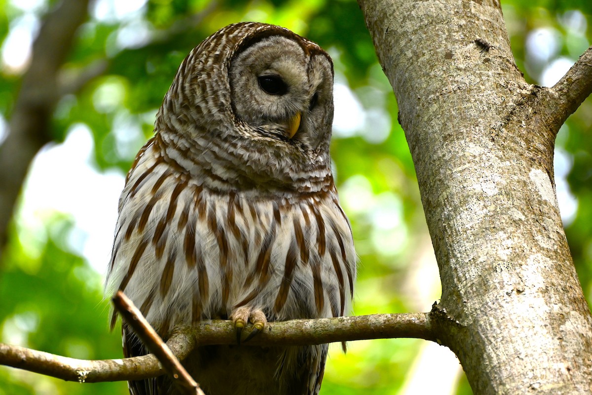 Barred Owl - ML620003490