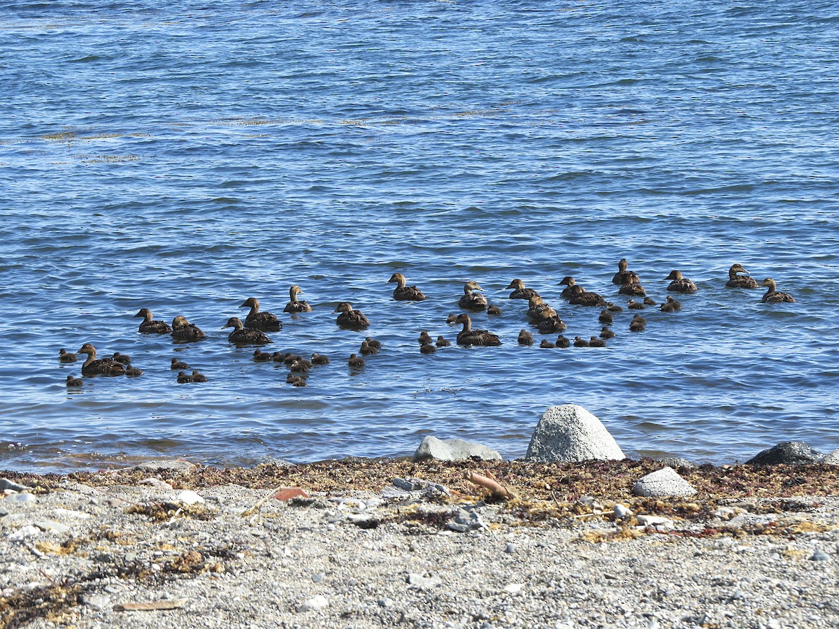 Common Eider - ML620003491