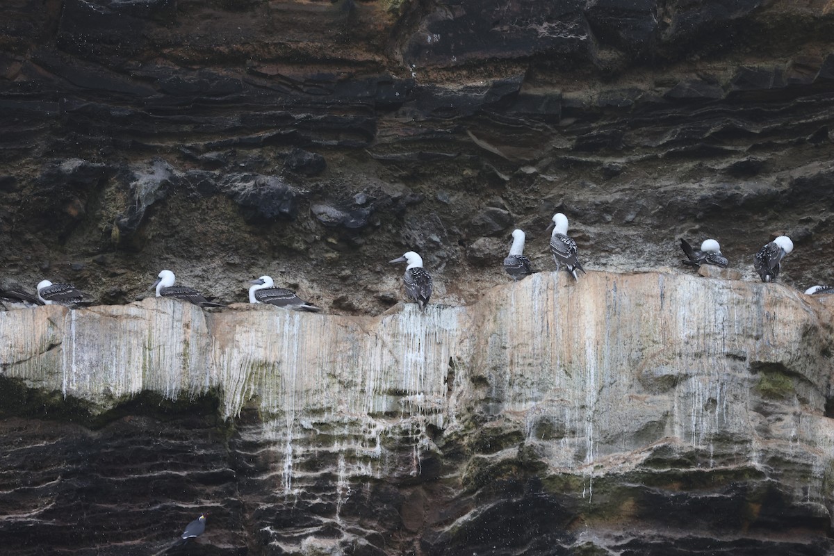 Peruvian Booby - ML620003492