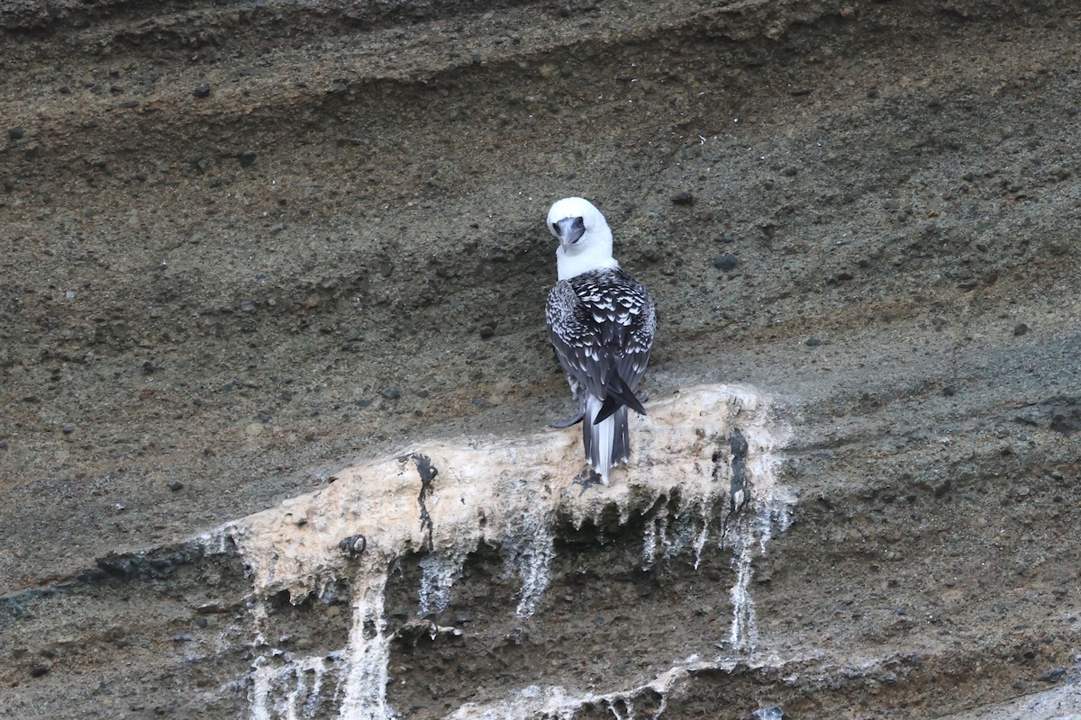 Peruvian Booby - ML620003493