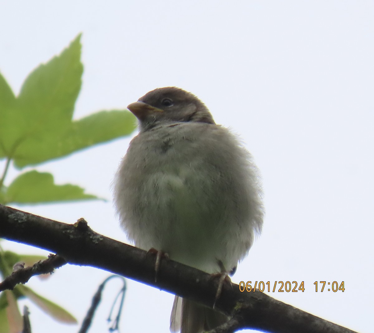 Eurasian Tree Sparrow - ML620003494