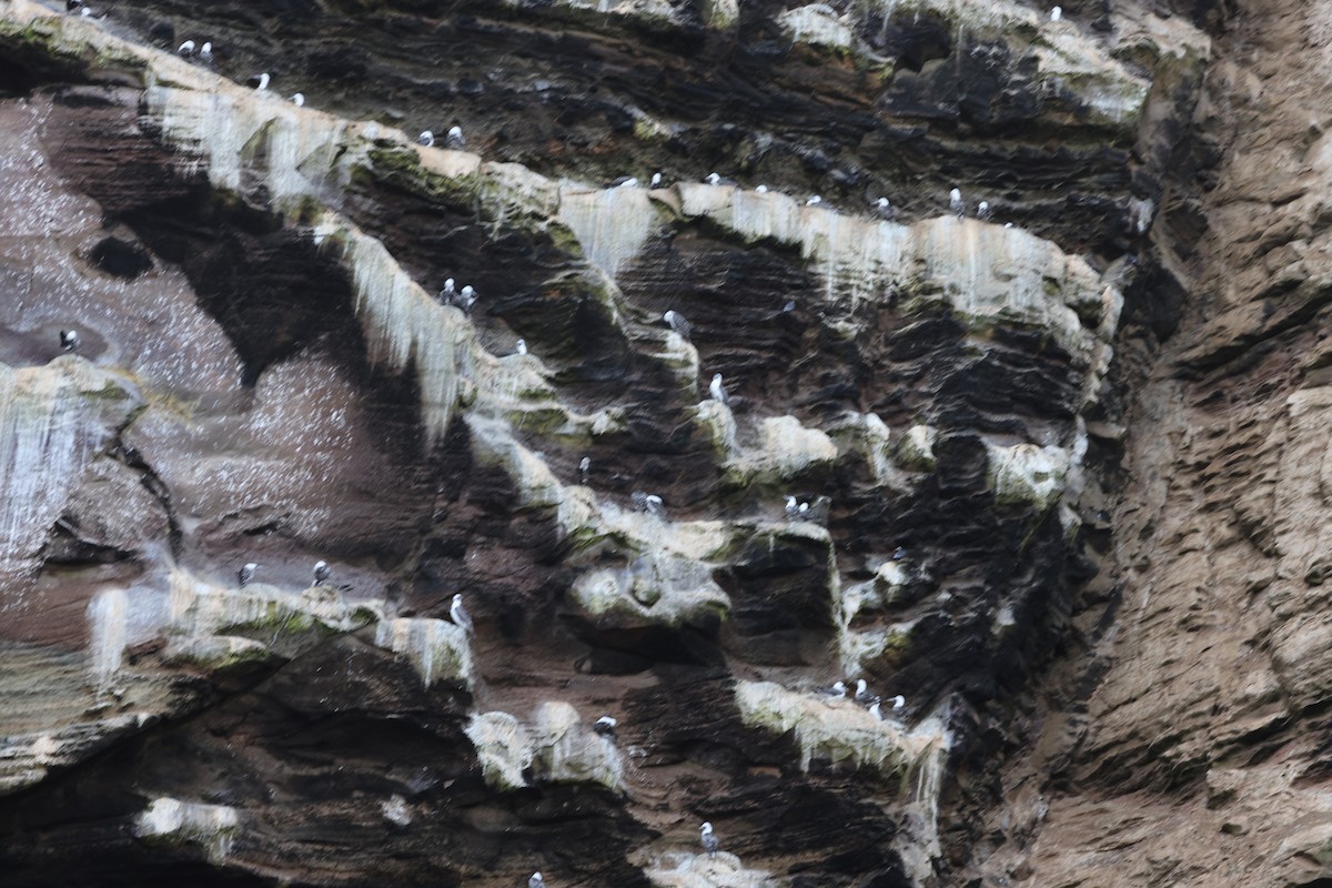 Peruvian Booby - ML620003495