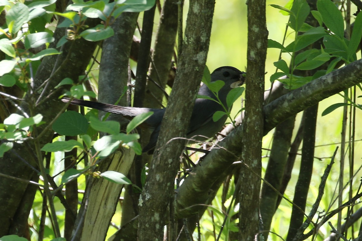 Gray Catbird - ML620003497