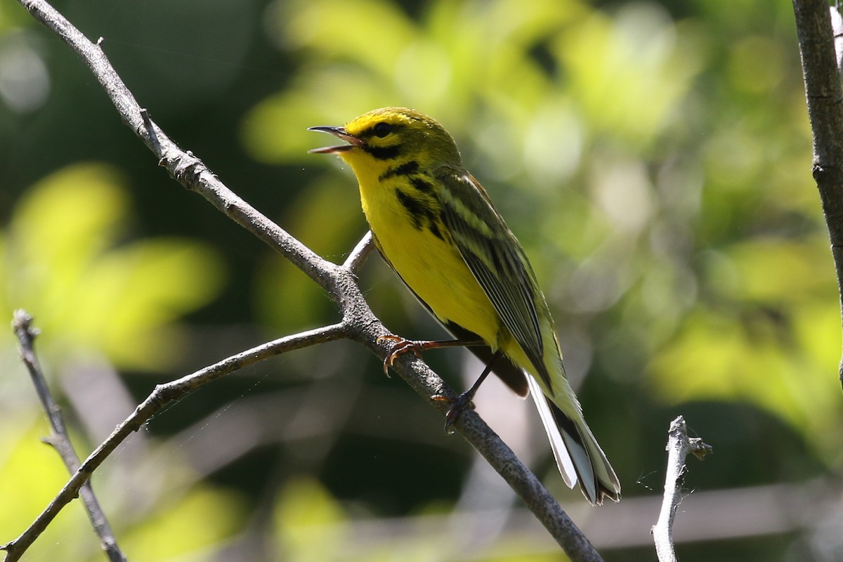Prairie Warbler - ML620003498
