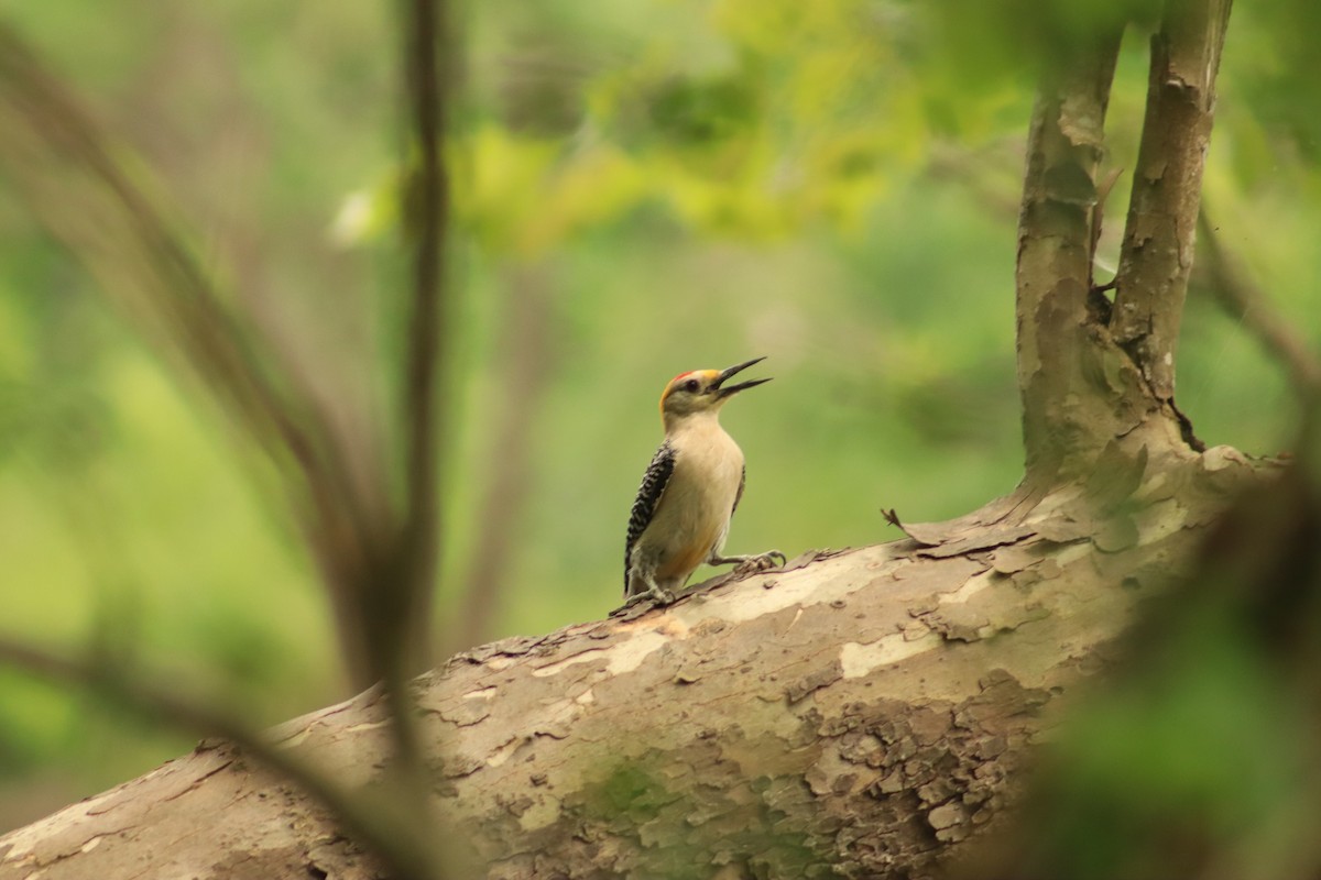 Golden-fronted Woodpecker - ML620003503