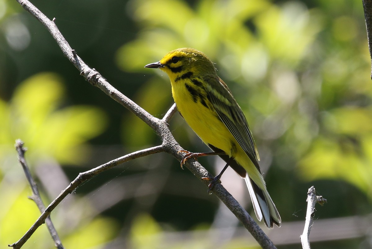 Prairie Warbler - ML620003505