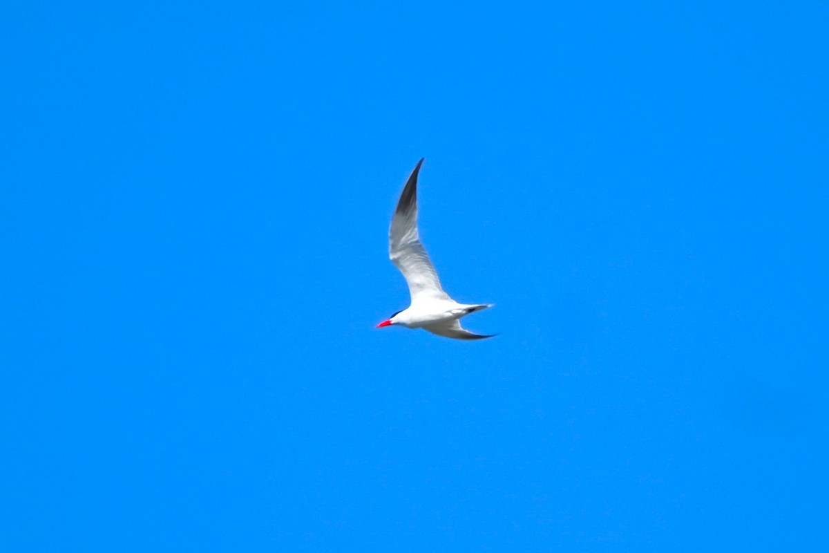 Caspian Tern - ML620003508