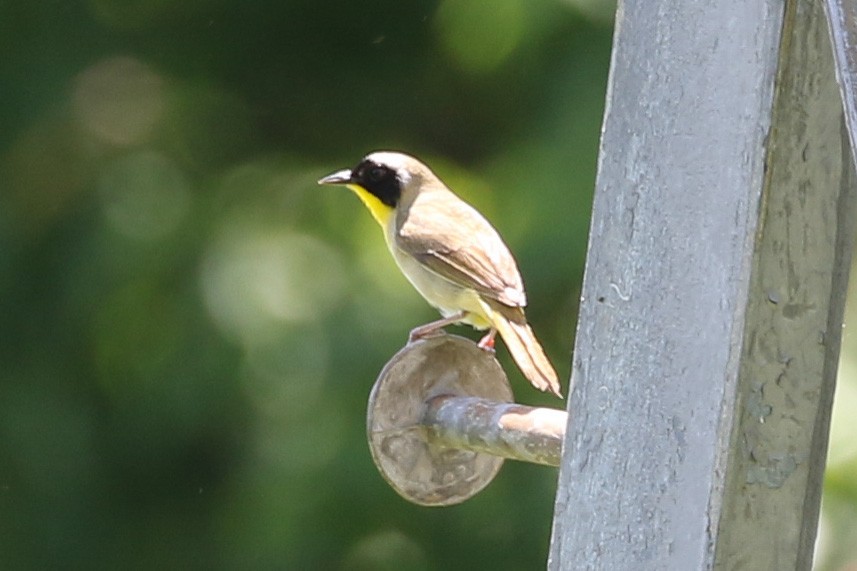 Common Yellowthroat - ML620003509