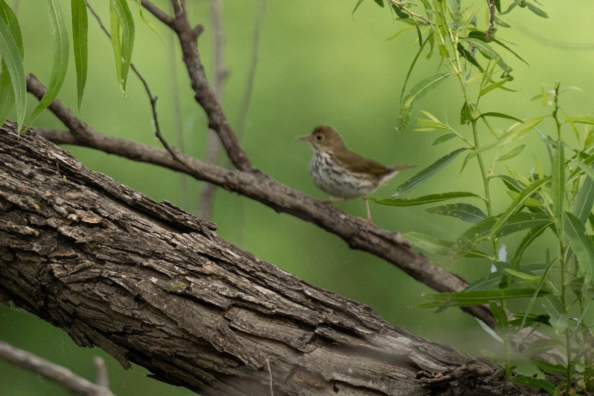 Ovenbird - Bryan Box