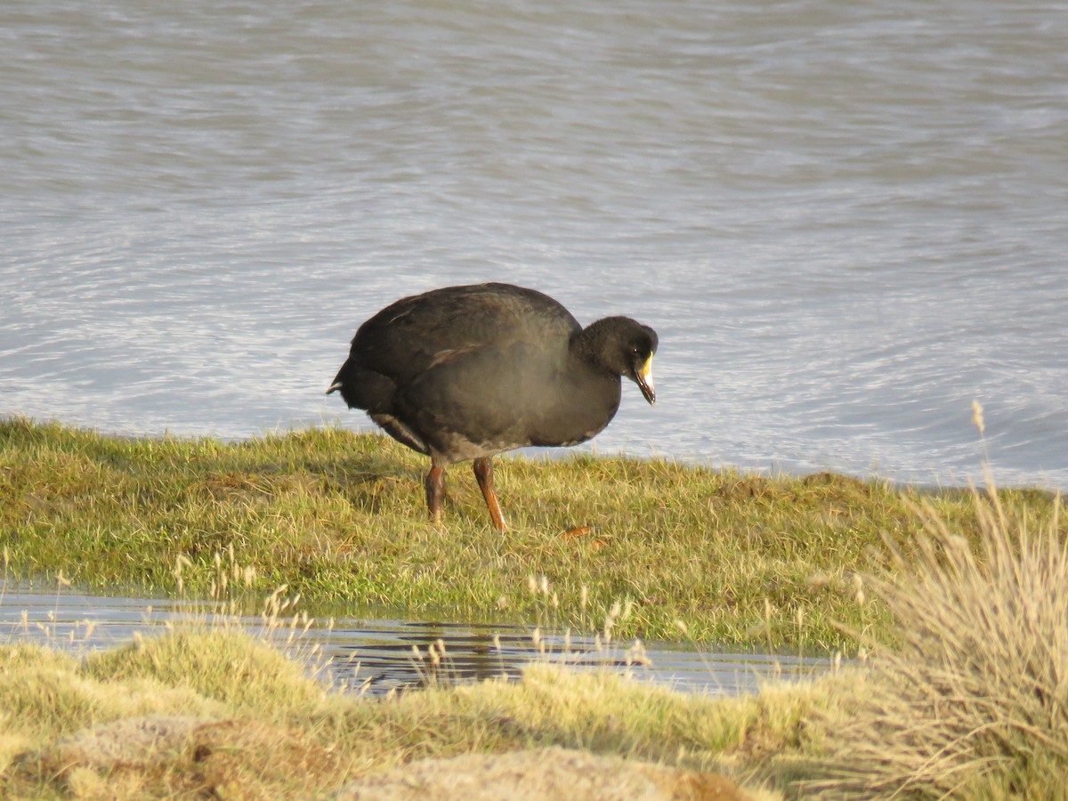 Giant Coot - ML620003516