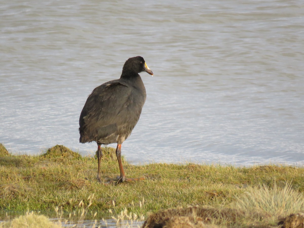 Giant Coot - ML620003517