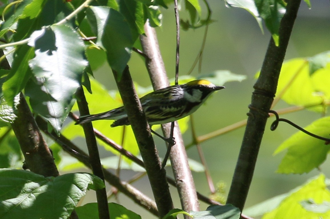 Chestnut-sided Warbler - ML620003520