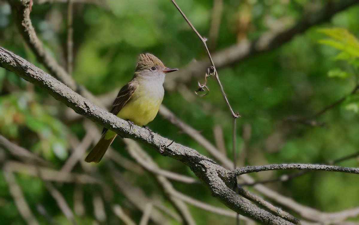 Great Crested Flycatcher - ML620003526