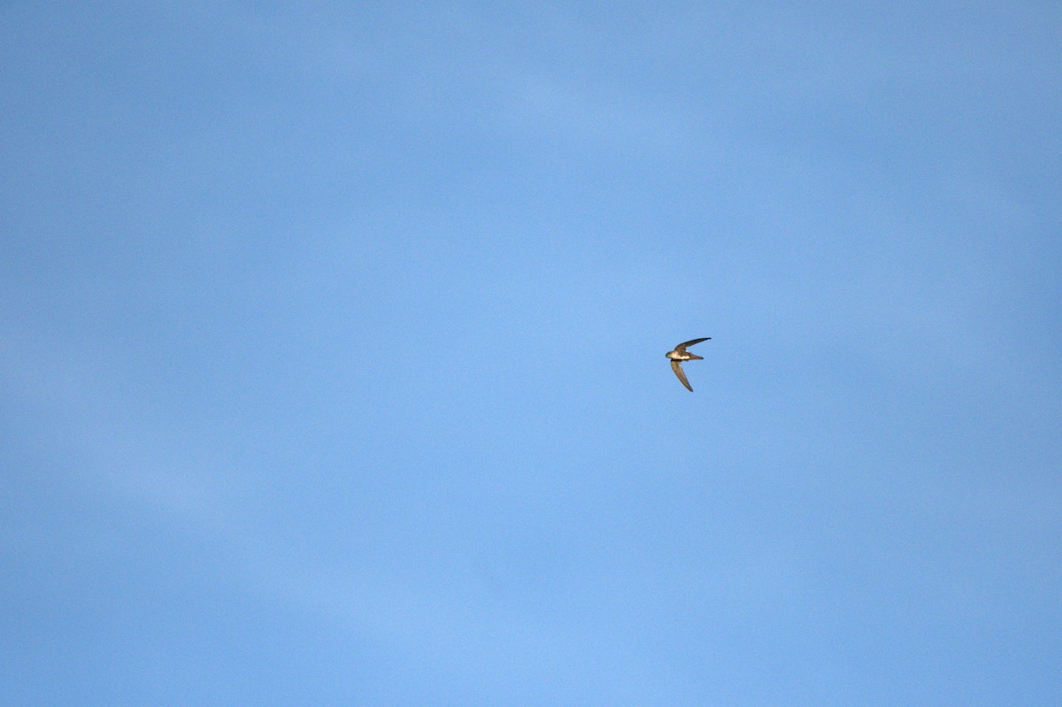 White-throated Swift - ML620003527