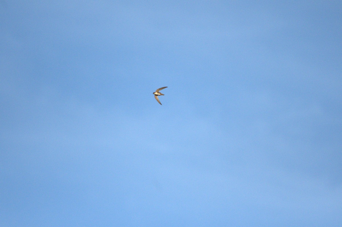 White-throated Swift - ML620003529