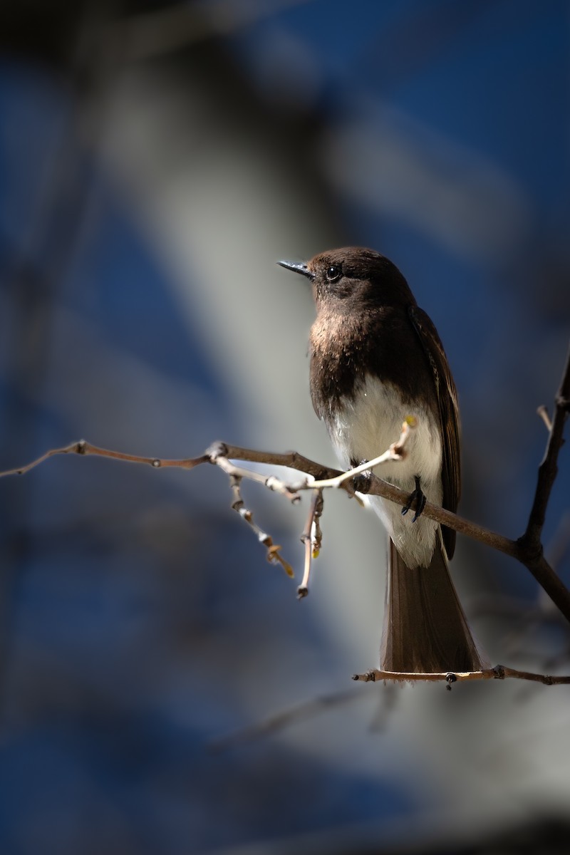 Black Phoebe - ML620003549