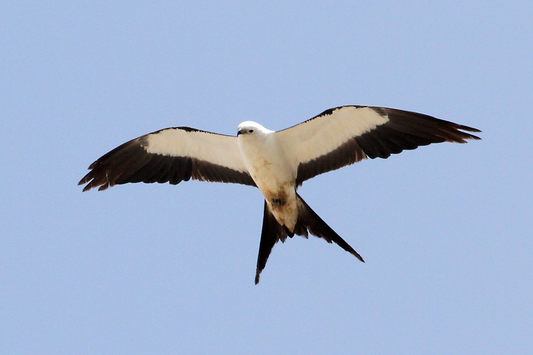 Swallow-tailed Kite - ML620003557
