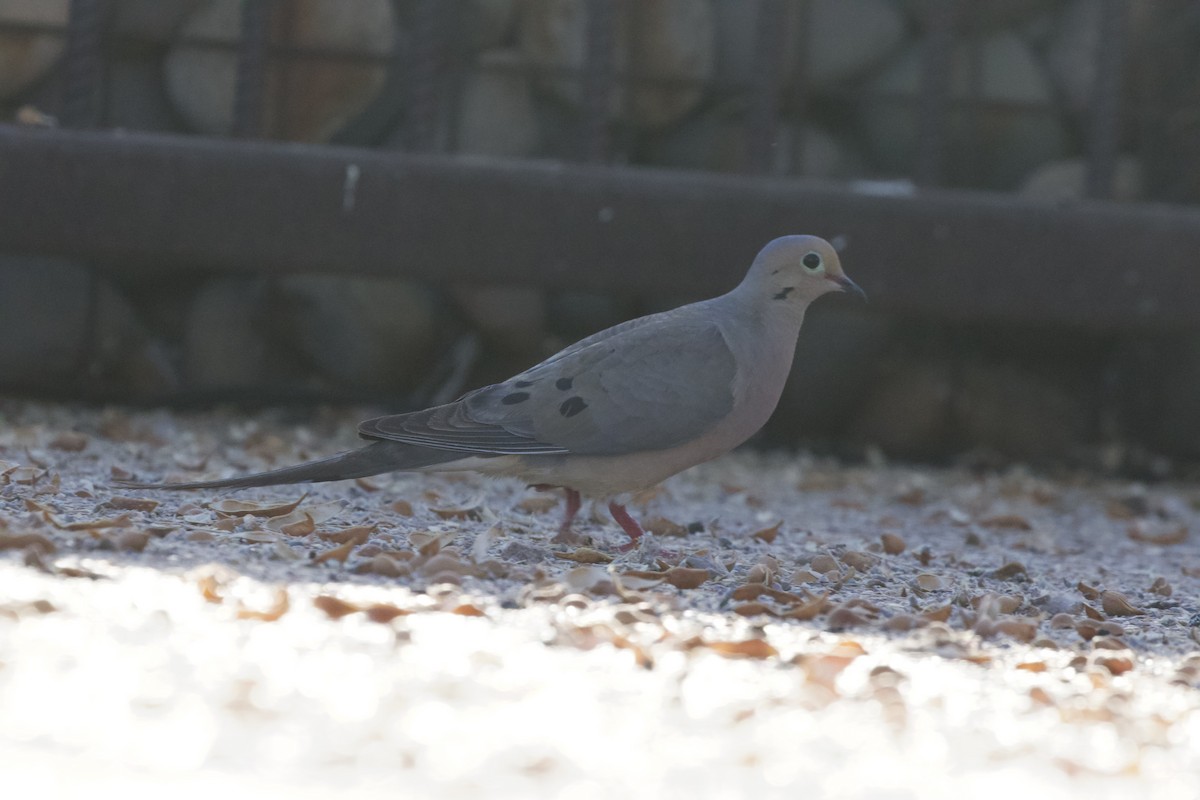 Mourning Dove - ML620003558