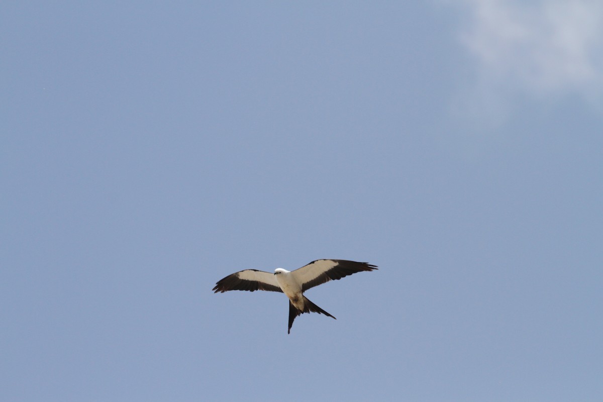 Swallow-tailed Kite - ML620003559