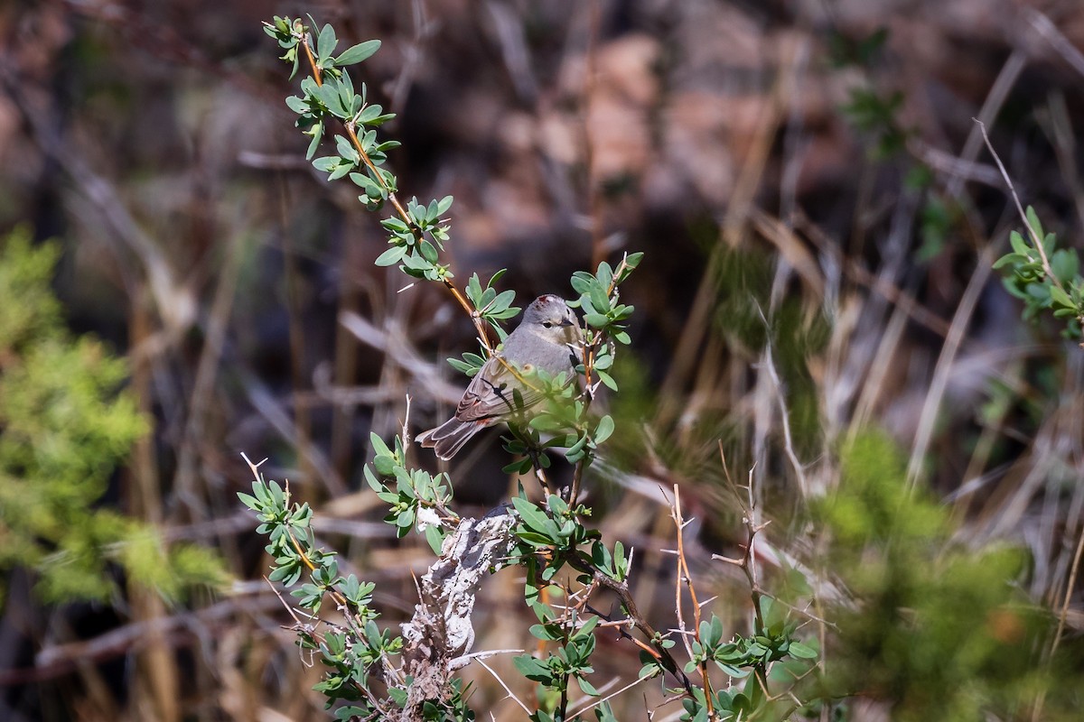 Lucy's Warbler - ML620003560