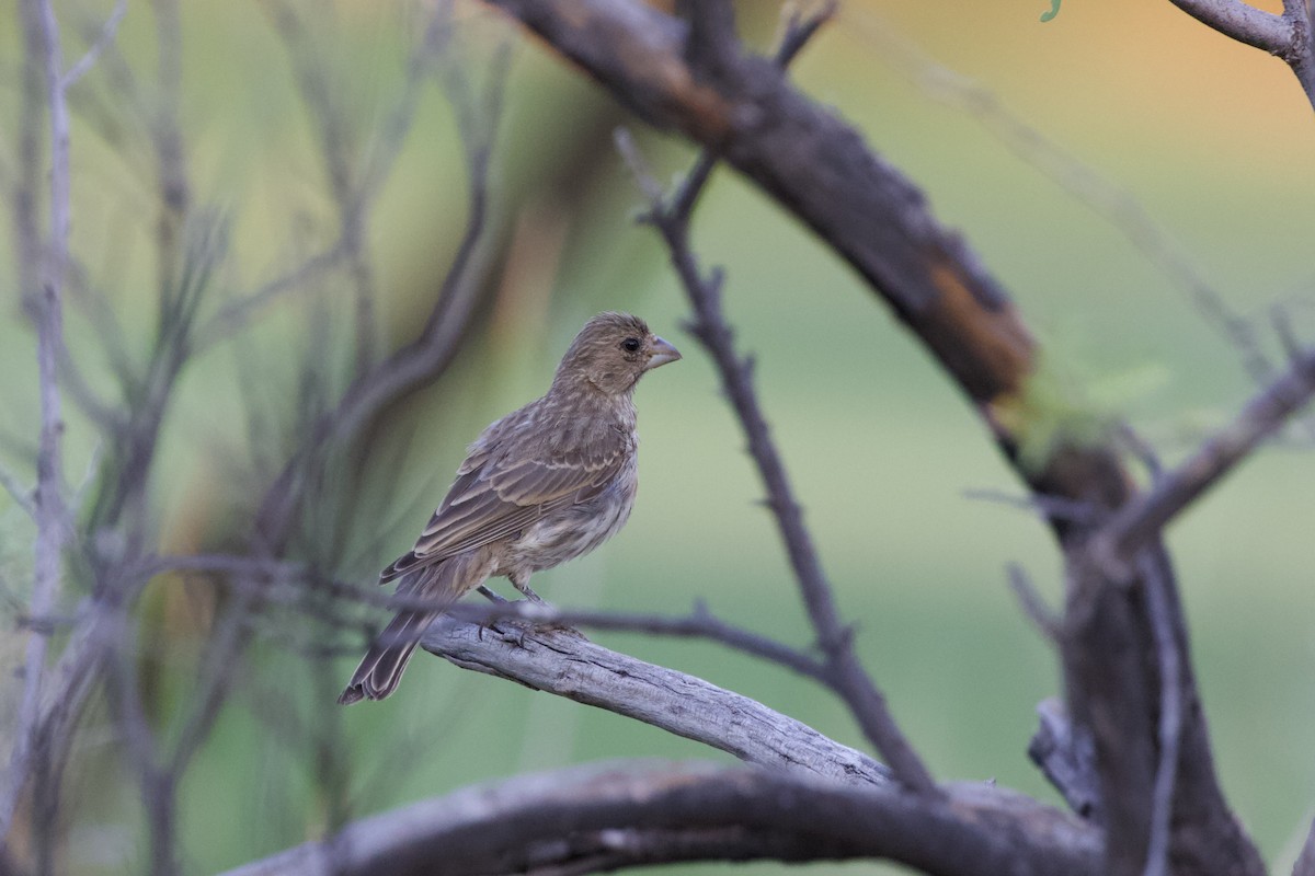 House Finch - ML620003563