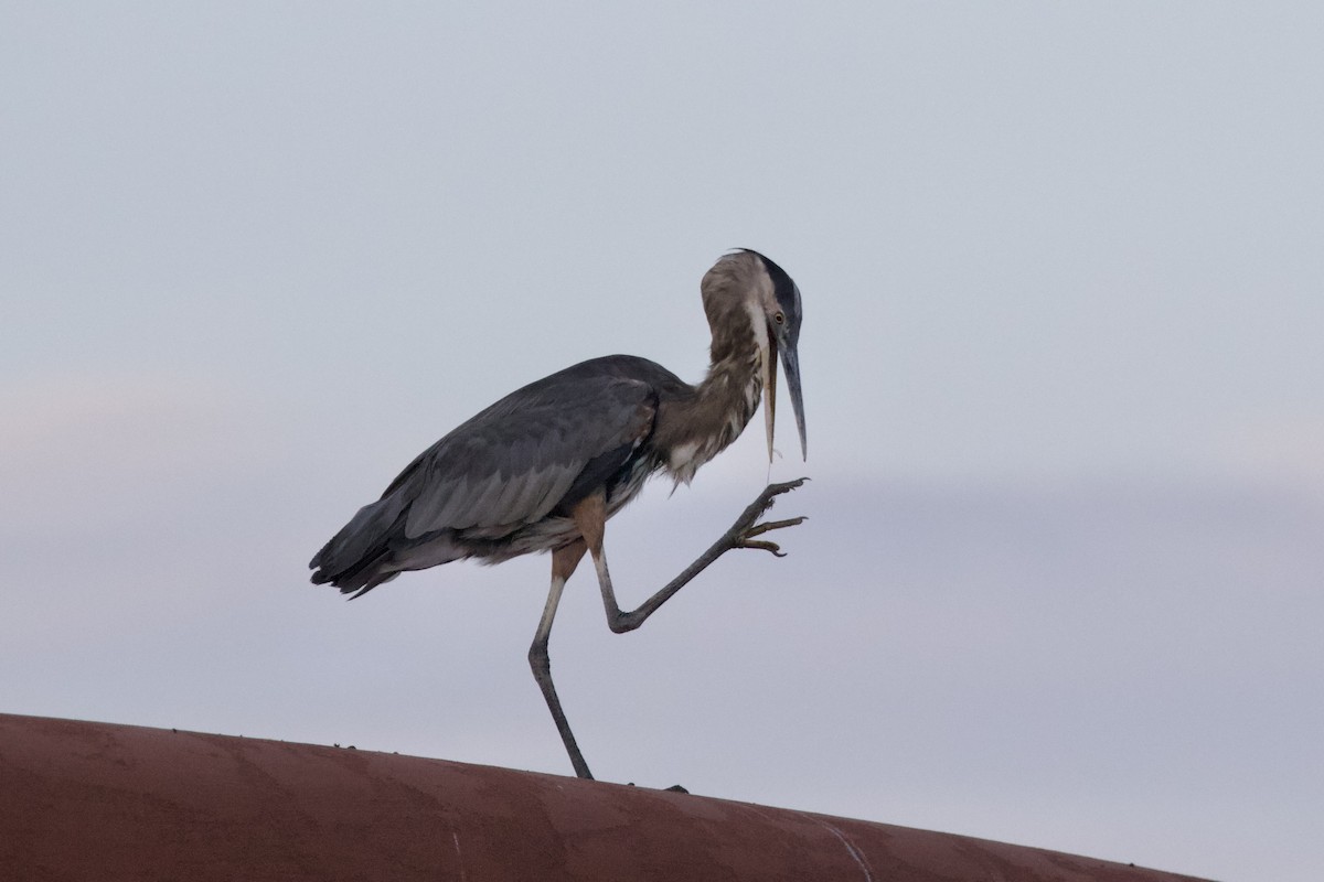 Great Blue Heron (Great Blue) - ML620003568