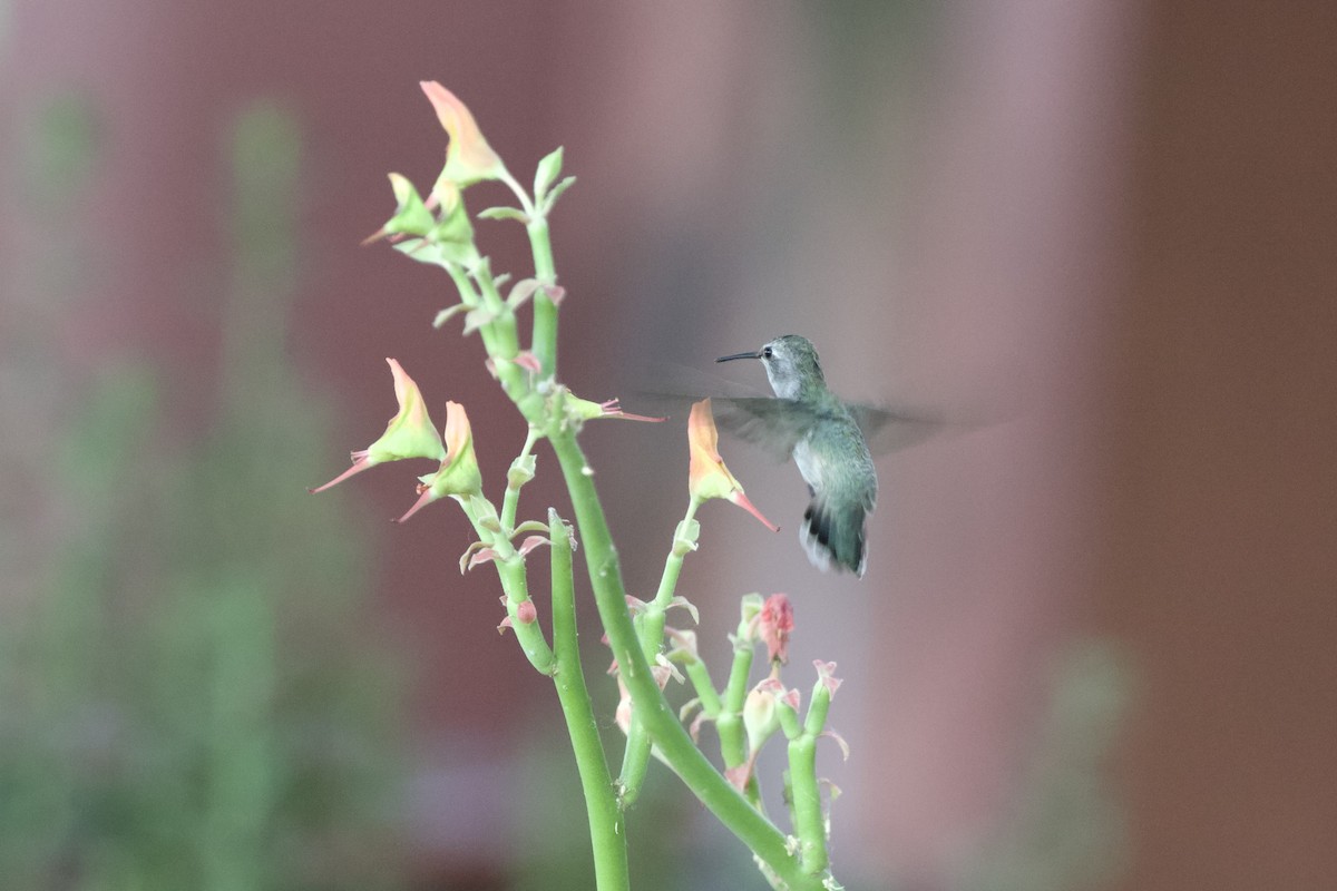 Costa's Hummingbird - ML620003572
