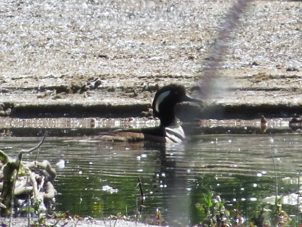 Hooded Merganser - ML620003577