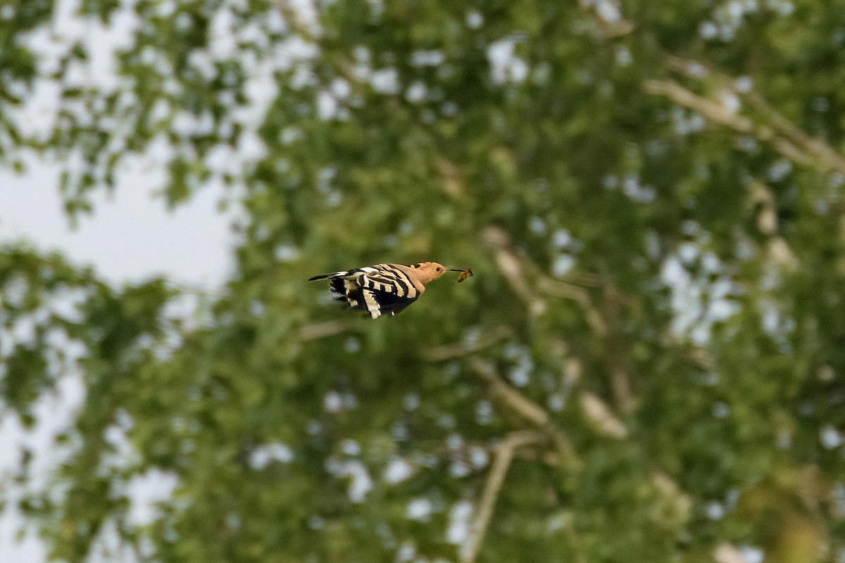 Eurasian Hoopoe - ML620003579