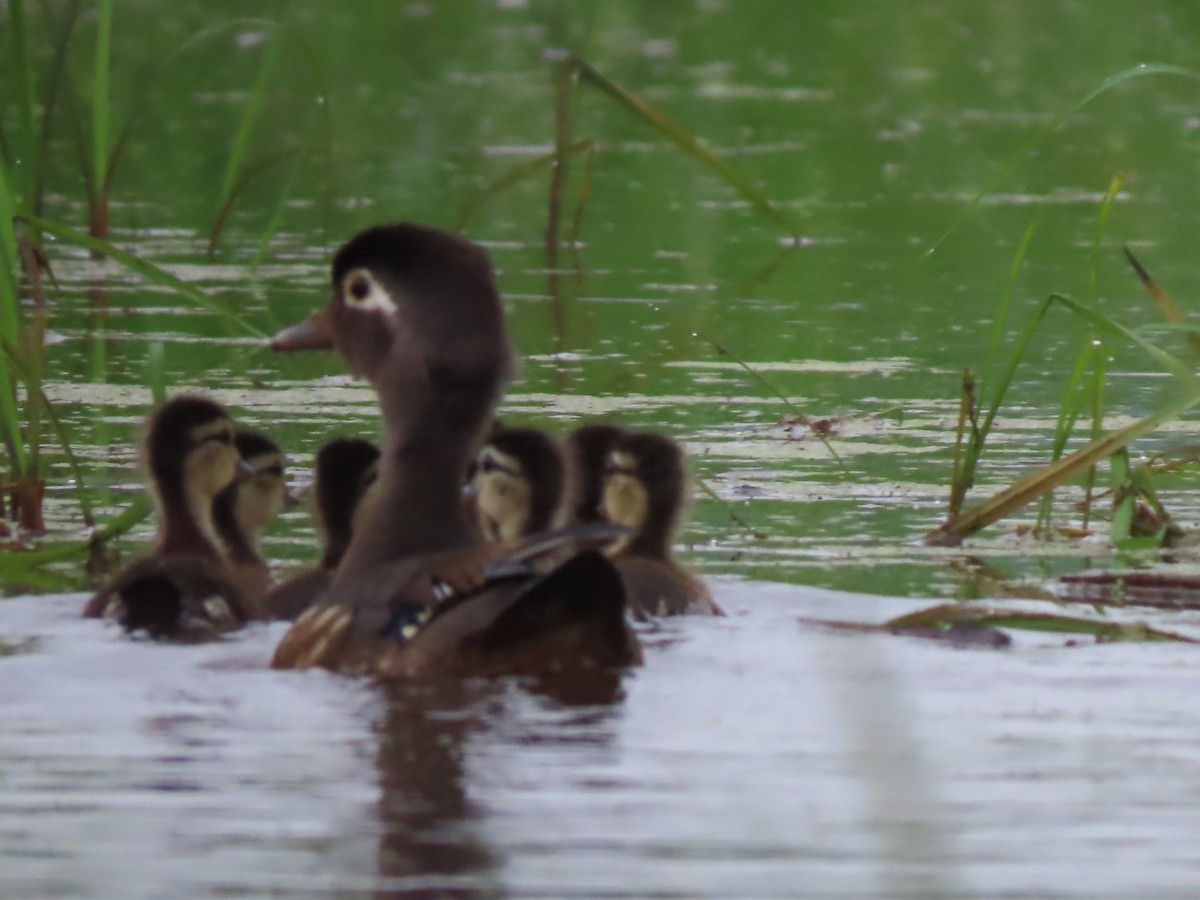 Wood Duck - ML620003584