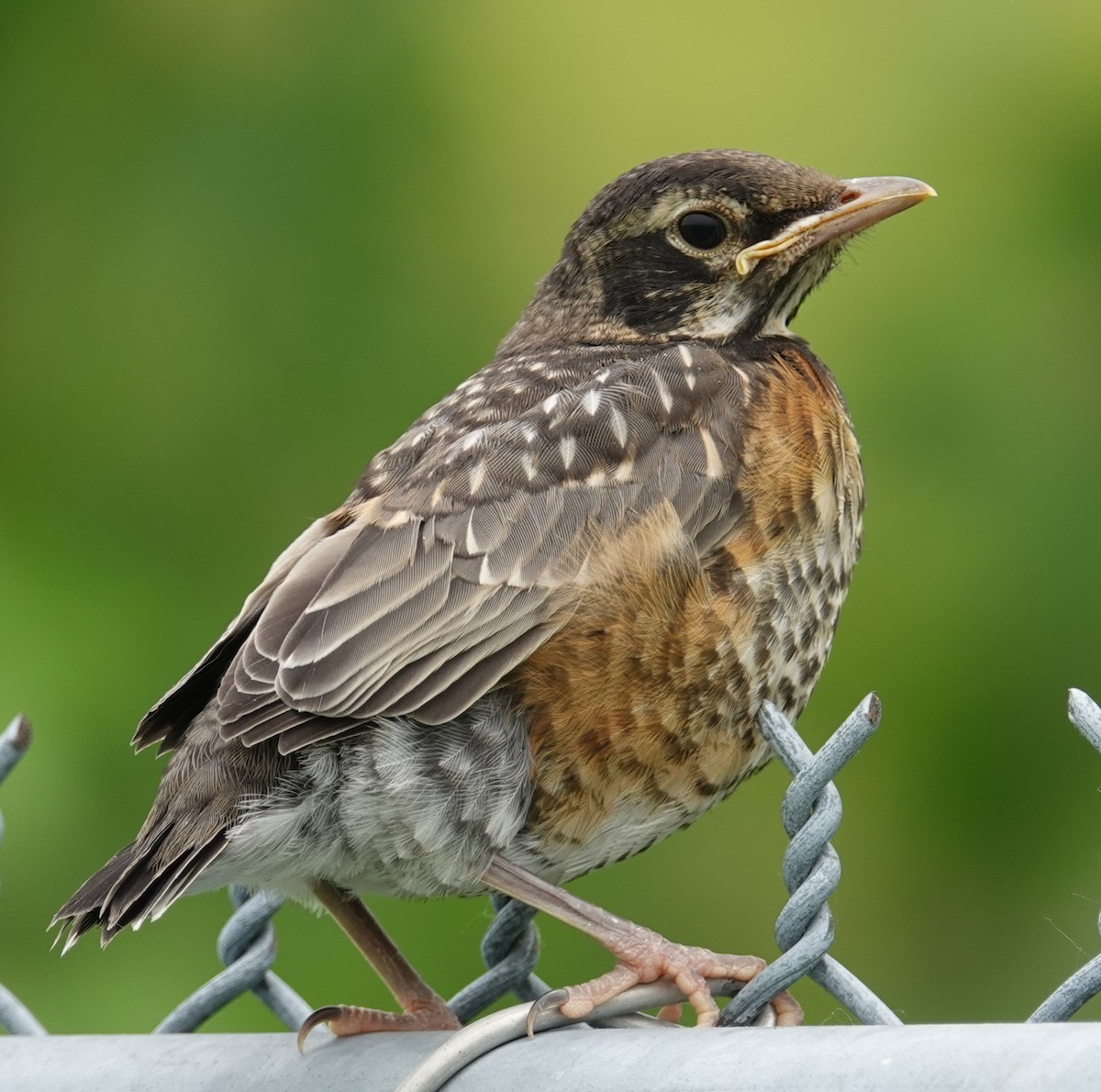 American Robin - ML620003590