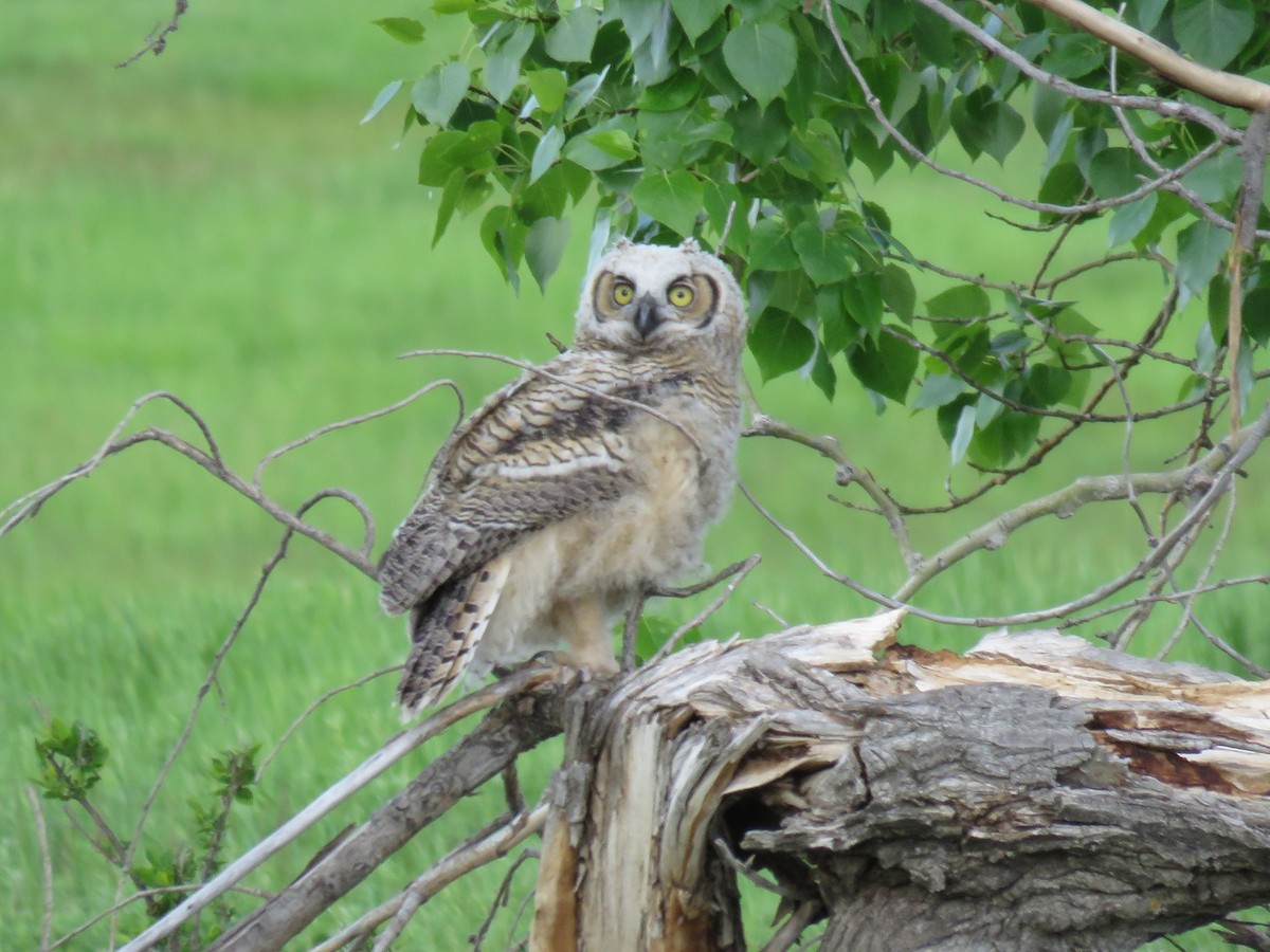 Great Horned Owl - ML620003591