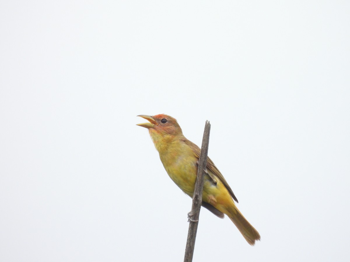 Summer Tanager - ML620003600