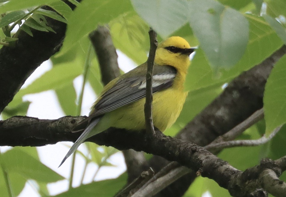 Blue-winged Warbler - ML620003610