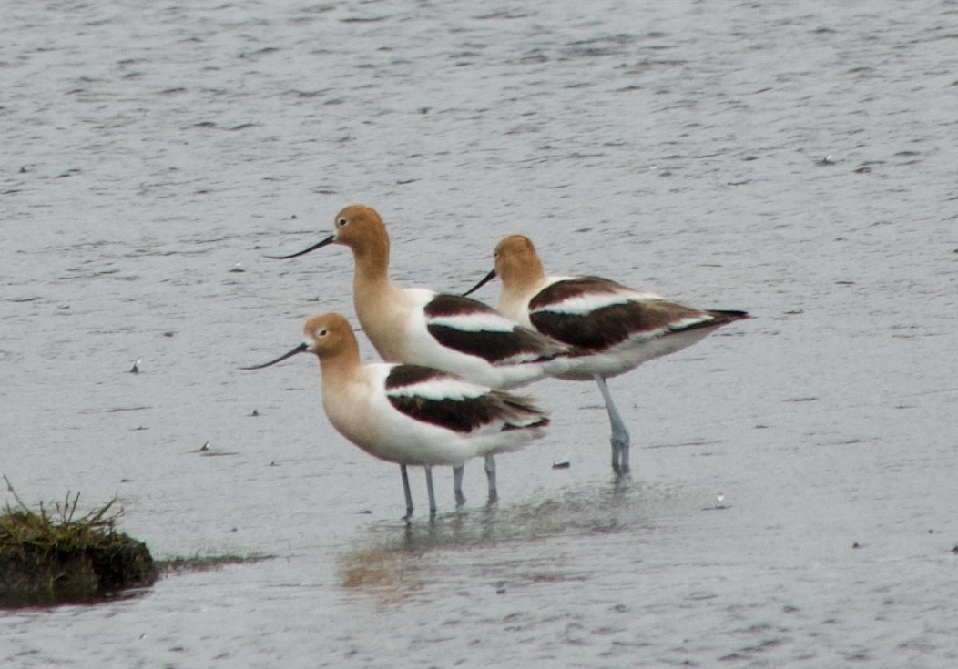 Avocette d'Amérique - ML620003617