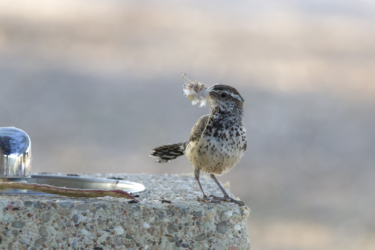 Cactus Wren - ML620003646