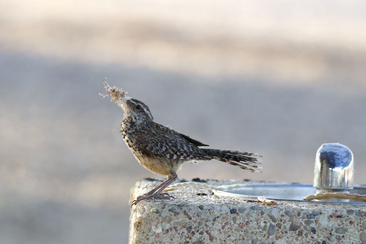 Cactus Wren - ML620003647