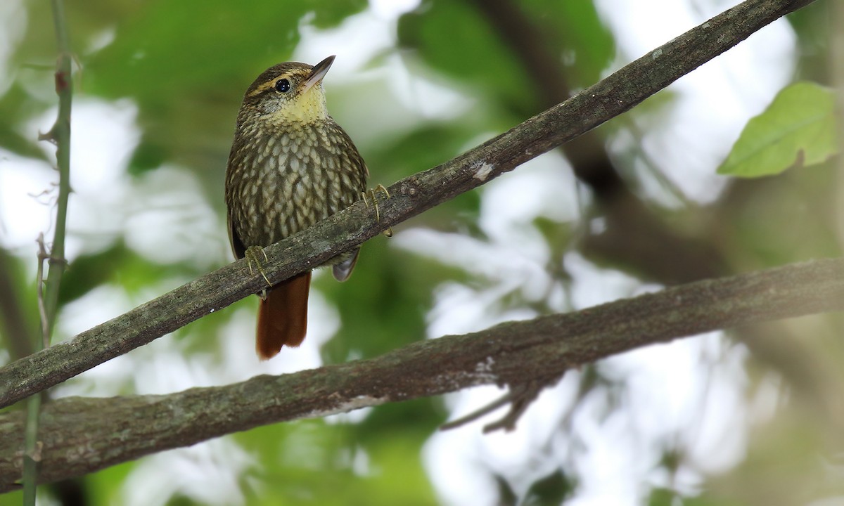 Buff-browed Foliage-gleaner - ML620003655