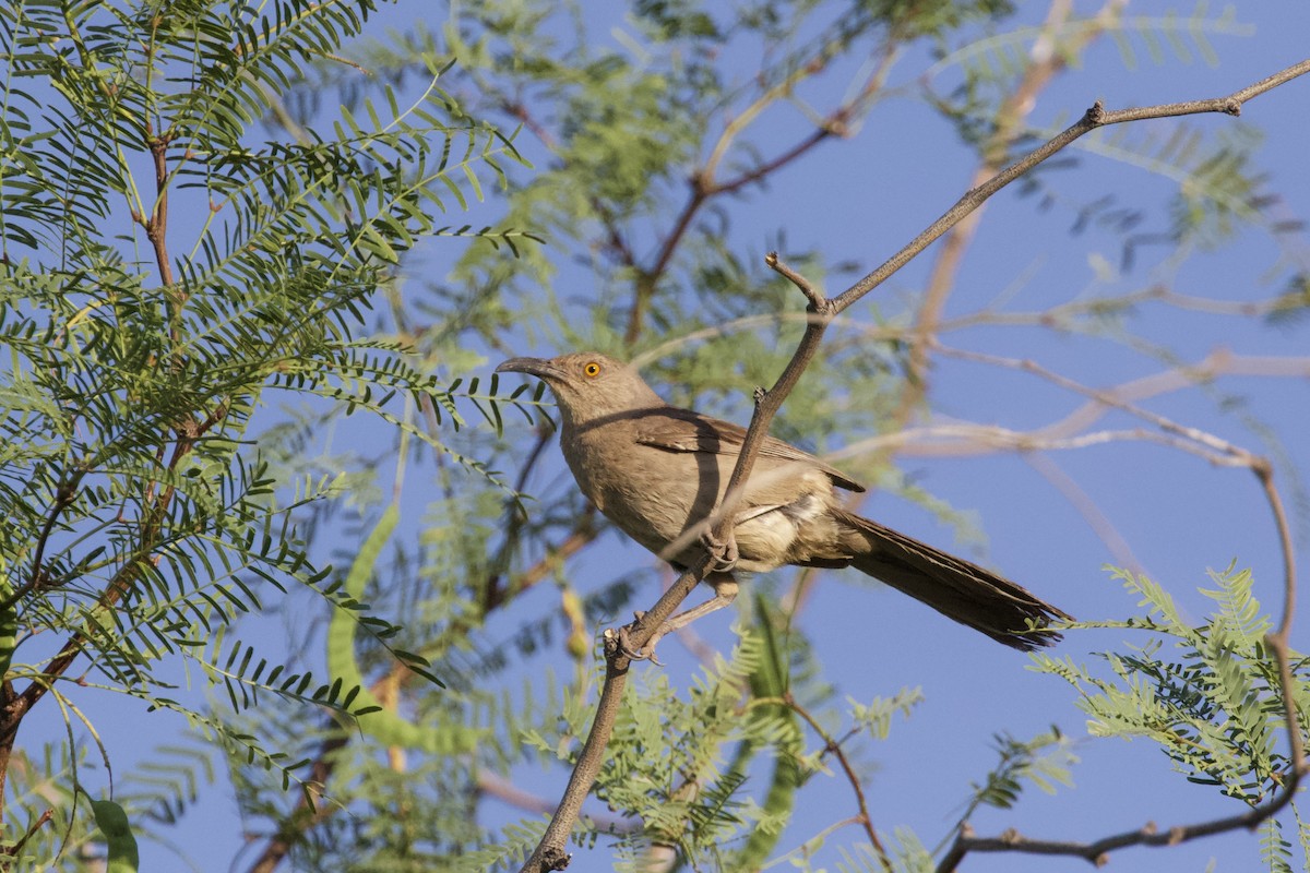 Curve-billed Thrasher - ML620003658