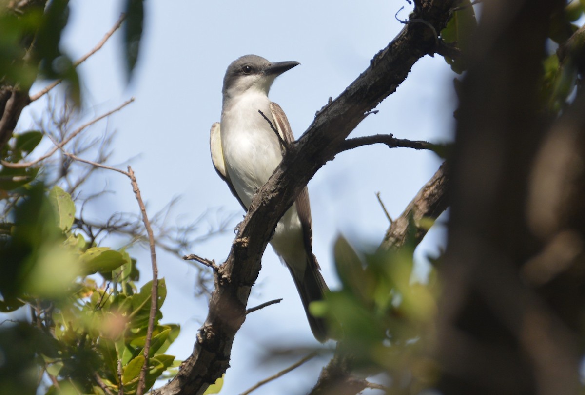 Gray Kingbird - ML620003663