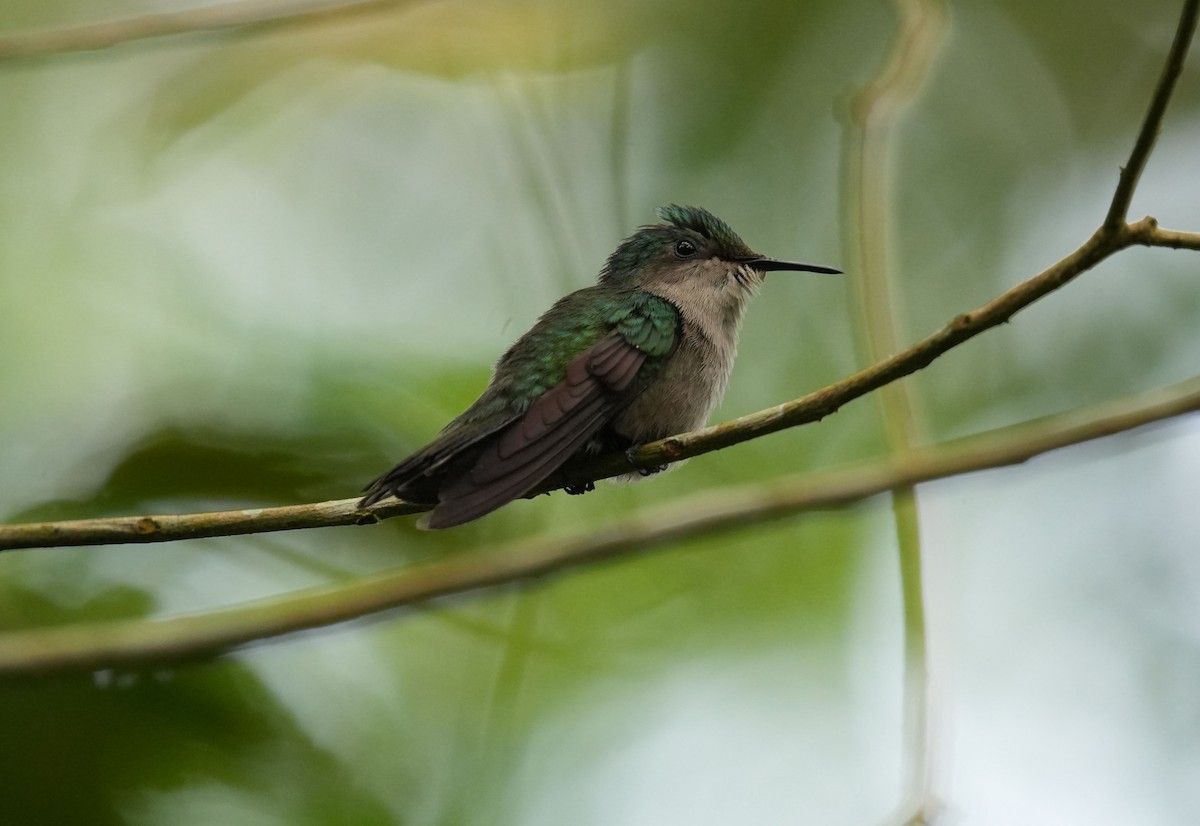 Antillean Crested Hummingbird - ML620003664