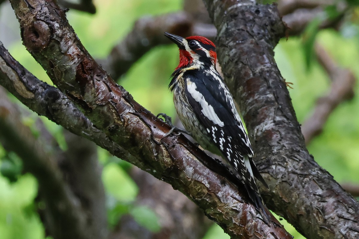 Red-naped Sapsucker - ML620003667