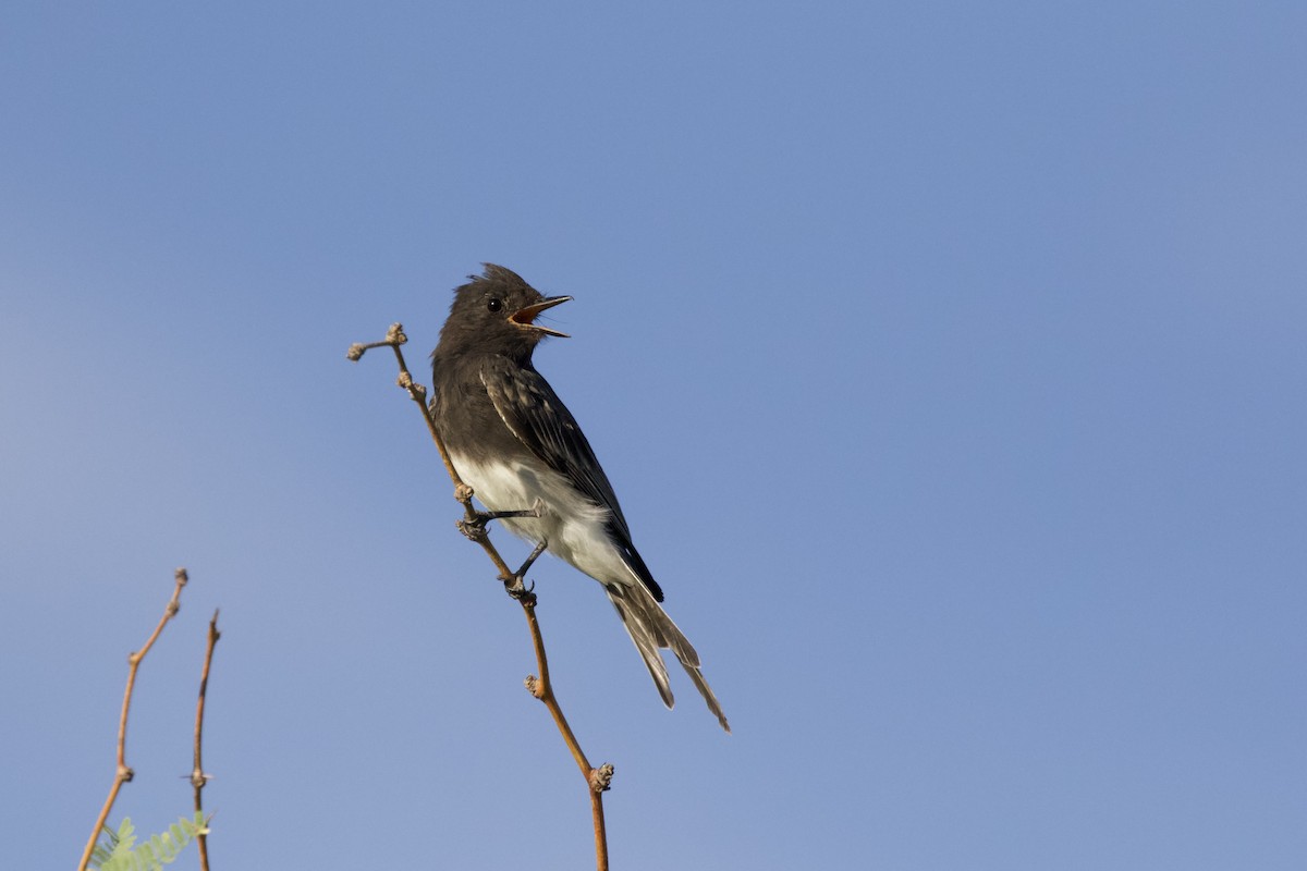 Black Phoebe - ML620003677