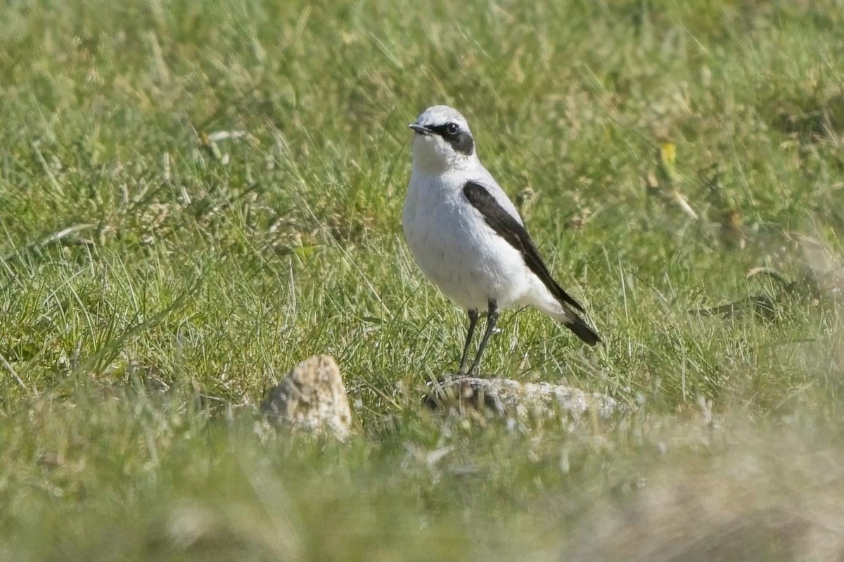 Northern Wheatear - ML620003680