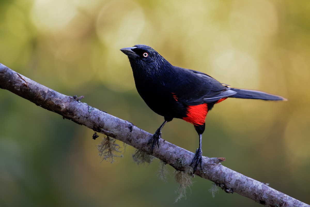 Red-bellied Grackle - ML620003681